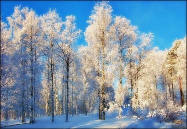 Афанасий Фет ~ Учись у них — у дуба, у берёзы... Афанасий Фет ~ Учись у них — у дуба, у берёзы...