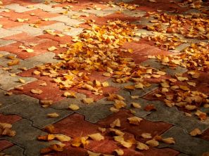 Осенние листья гонит ветер по дорожкам санатория Красный Яр