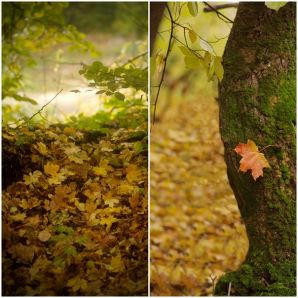 Осенний листья - ковер золотой