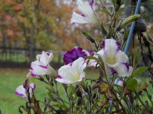 Уже октябрь - середина, а эти летние цветы, как-будто осени назло, цветут и радуют доселе)))