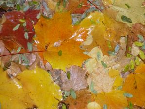 Дождями Осень омыла  листья