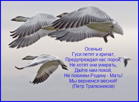Почему последними на юг улетают гуси и утки Почему последними на юг улетают гуси и утки