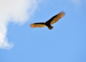 article524629.jpg