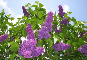 article540658.jpg