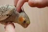 Попугай корелла в доме: как ухаживать?