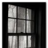 Tree at my window by Robert Frost