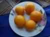 Помидор «Апельсин»