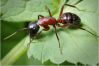 Смогли бы муравьи создать цивилизацию