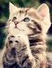 Котёнок Фантик