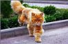 Рыжий кот