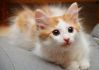Котёнок
