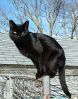 Черный котик