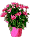 cvety-v-korzine-2