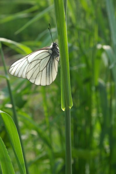  (. Aporia crataegi)