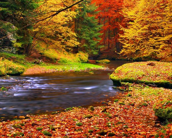 autumn-leaves-osen-les.jpg