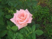 _roses_229.jpg
