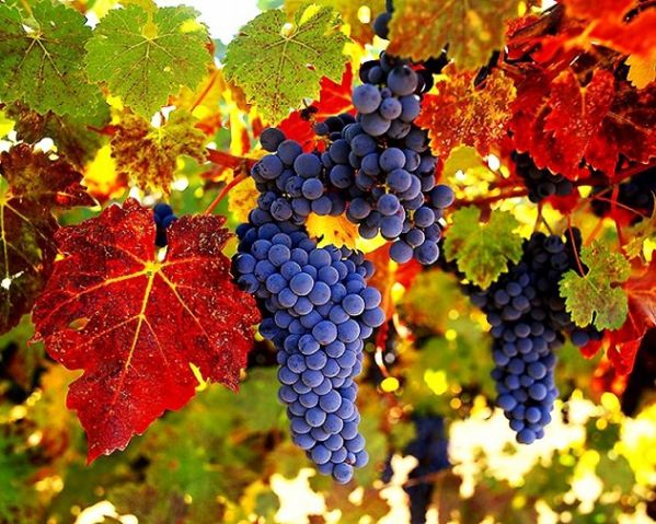 Wine-grapes.jpg