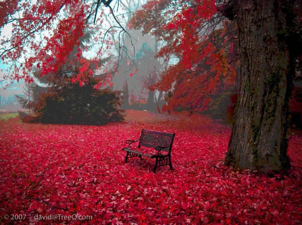 red-nature-tree-autumn-Favim.com-471257 (1).jpg