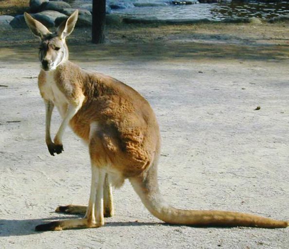 kangaroo 2.jpg