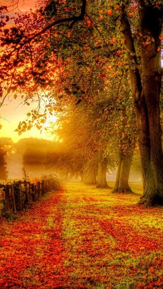 Park-autumn-scenery-red-leaves-road-fence_640x1136_iPhone_5_wallpaper.jpg