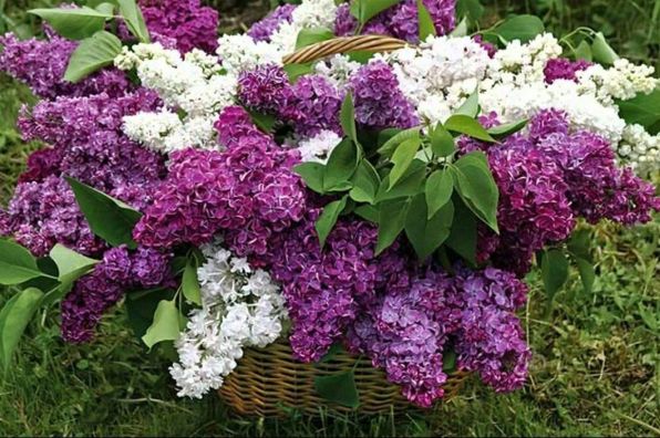 basket_of_lilacs_purple_flowers_nature_hd-wallpaper-1907982.jpg