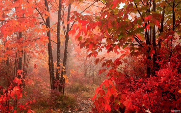 1_Red_autumn_in_wood.jpg