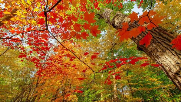 34370__autumn-colored-forest_p.jpg