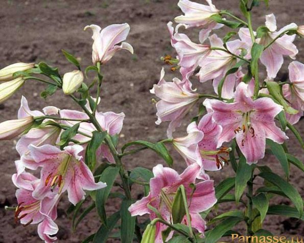 Oriental_lilies.jpg