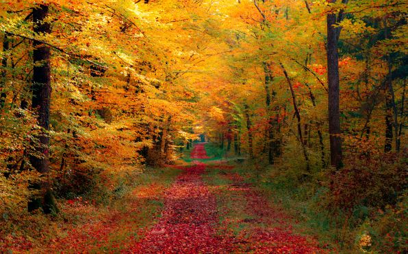 Nature___Seasons___Autumn_the_red_autumn_road_046233_.jpg