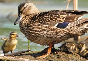 duck_wild_duck_ducklings_walk_family_26229_preview.jpg