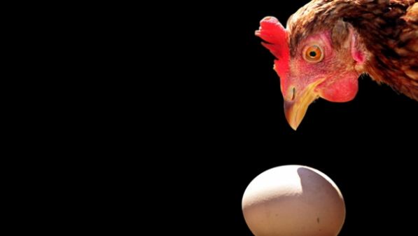 chicken-and-egg.jpg