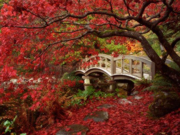Nature___Seasons___Autumn_Red_autumn_in_the_Park_041900_.jpg