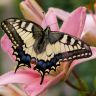  (. Papilionidae)