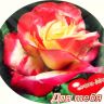 Для тебя !.jpg красивая роза