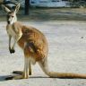 kangaroo 2.jpg