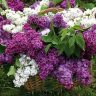 basket_of_lilacs_purple_flowers_nature_hd-wallpaper-1907982.jpg