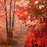 1_Red_autumn_in_wood.jpg