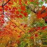 34370__autumn-colored-forest_p.jpg
