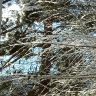 Деревья около дома.Первый снег. 31.10.2018гjpg