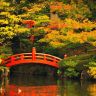 JAPAN-Japans-gardens-are-particularly-beautiful-when-the-autumn-leaves-start-turning-red-to-match-the-ornamental-bridges-such-as-this-one-at-Korakuen-Gardens.jpg