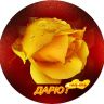 Дарю !.jpg жёлтая роза