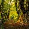 beautiful_path_in_woods-1280x720.jpg