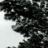 Ветки сосны в снегу.. 17.11.2018г.png