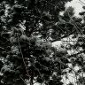 Снег на ветках сосны. 17.11.2018г.png